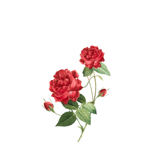 Clyde Rose