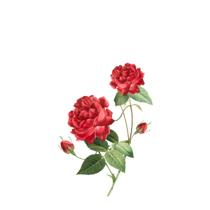 Queen Rose Best