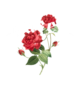Queen Rose Dagger